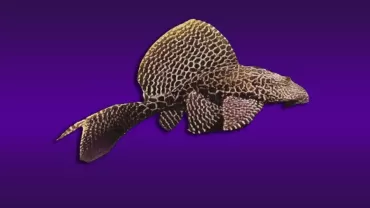 Pterygoplichthys gibbiceps (Leopar Vatoz)