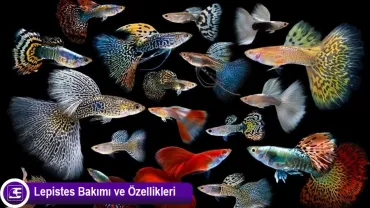 Lepistes - Guppy (Poecilia Reticulata)