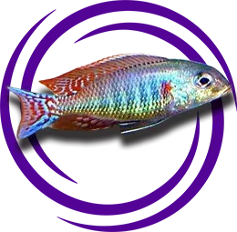 Lethrinops Marginatus Red-fin Itungi