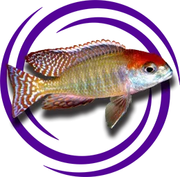 Lethrinops sp. Red Cap