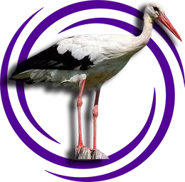 Leylek (Ciconia ciconia)