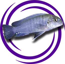 Lodotropheus Stuartgranti