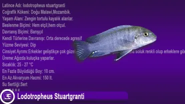 Lodotropheus Stuartgranti
