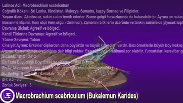 Macrobrachium scabriculum (Bukalemun Karides)