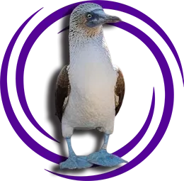 Mavi Ayaklı Sümsük Kuşu (Sula nebouxii)