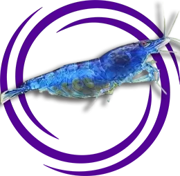 Mavi Karides (Neocaridina var)