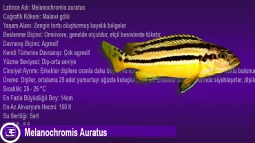 Melanochromis Auratus