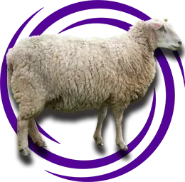 Merinolandschaf (Alman Merinosu)