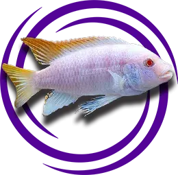 Metriaclima greshakei (William's Mbuna -Ice Blue)