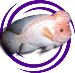 Midas (Amphilophus citrinellus )