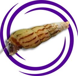 Malezya Trompet Salyangozu (Melanoides tuberculata)