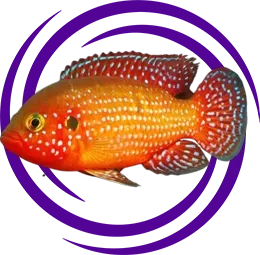 Mücevher Cichlid (Hemichromis guttatus)