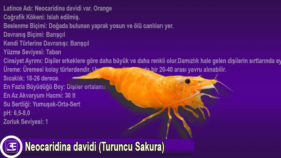 Neocaridina davidi (Turuncu Sakura)