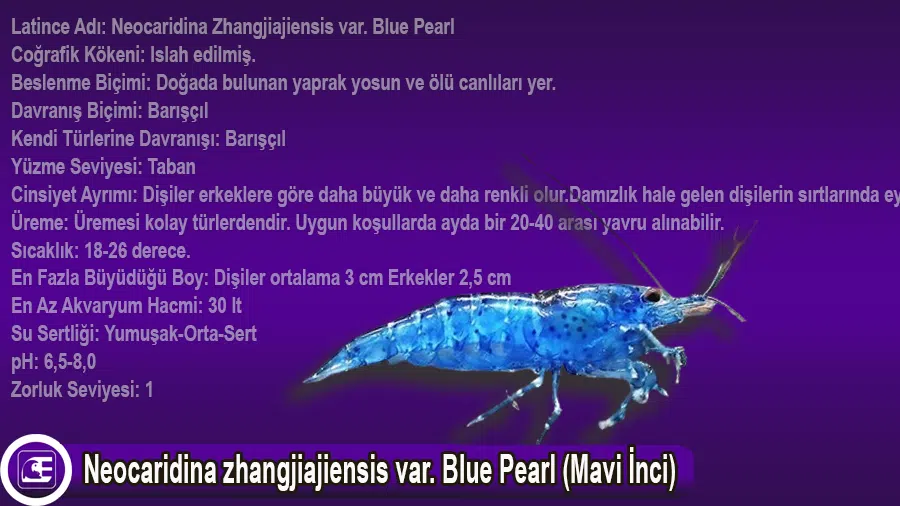 Neocaridina zhangjiajiensis var. Blue Pearl (Mavi İnci)