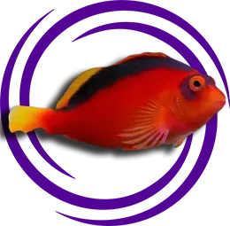 Neocirrhites armatus (Alev Hawkfish)