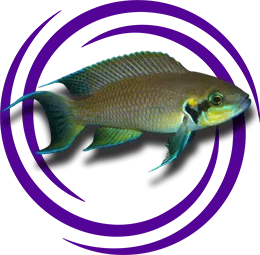 Neolamprologus brichardi (Brichardi)