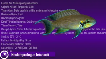 Neolamprologus brichardi (Brichardi)