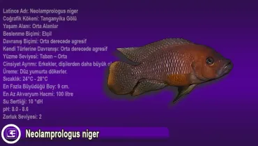 Neolamprologus Niger