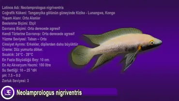Neolamprologus nigriventris