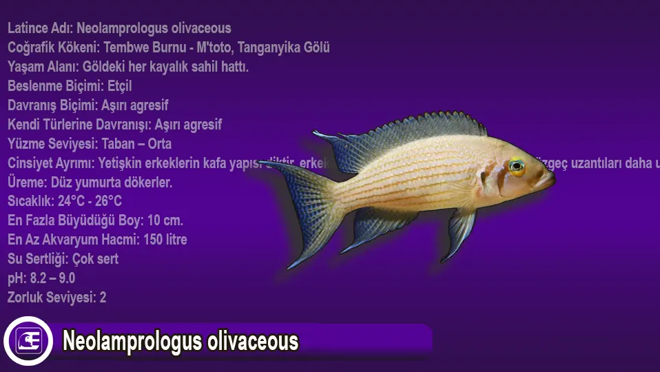Neolamprologus olivaceous