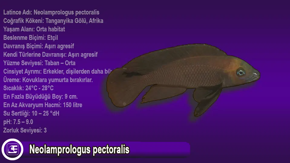 Neolamprologus pectoralis