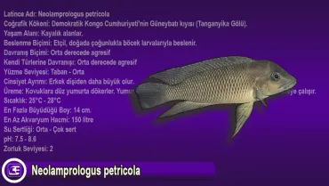 Neolamprologus petricola