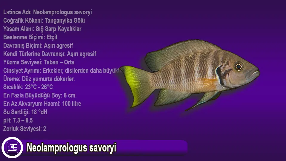 Neolamprologus savoryi