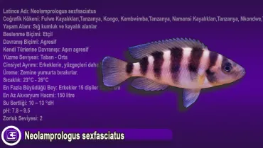 Neolamprologus sexfasciatus