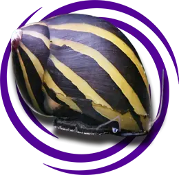 Neritina natalensis (Zebra Nerite)