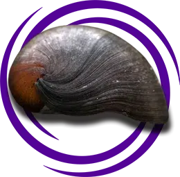 Neritina reclivata (Zeytin Nerite)