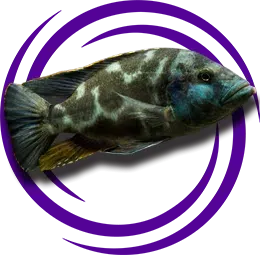 Nimbochromis livingstonii (Yaşayan Kaya -Kalingo)