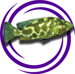 Nimbochromis Polystigma