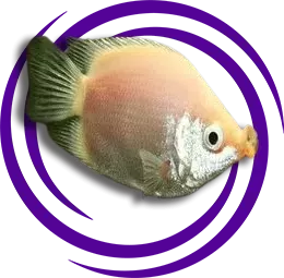 Öpüşen Gurami (Helostoma temminckii )