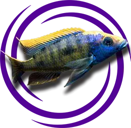 Otopharynx lithobates (Lithobates)