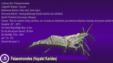 Palaeomonetes (Hayalet Karides)