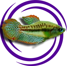 Parlayan Gurami (Trichopsis pumila)