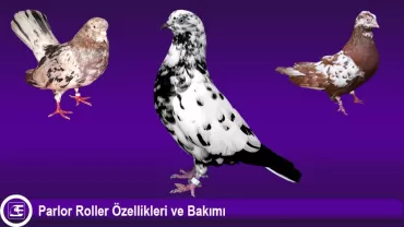 Parlor Roller Güvercini