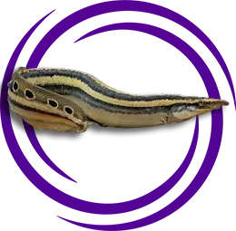 Macrognathus siamensis (Peacock Eel)