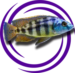 Placidochromis Johnstoni