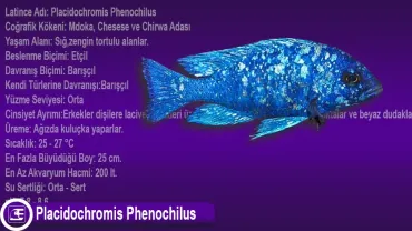 Placidochromis Phenochilus