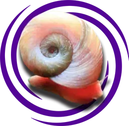 Planorbis rubrum (Ramshorn Salyangoz)