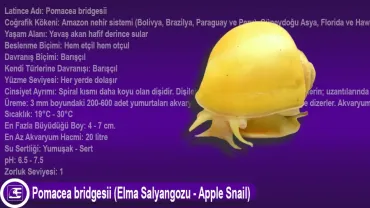 Pomacea bridgesii (Elma Salyangozu - Apple Snail)