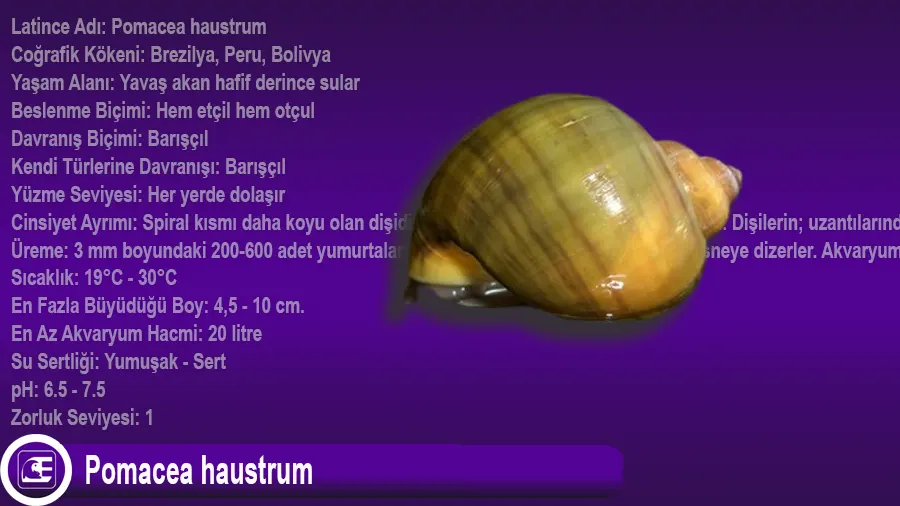 Pomacea haustrum