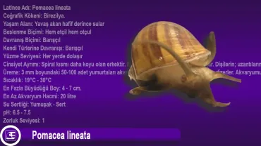 Pomacea lineata