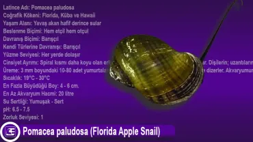 Pomacea paludosa (Florida Apple Snail)