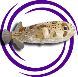 Dikenli Puffer (Porcupine Puffer)