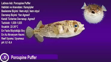 Dikenli Puffer (Porcupine Puffer)