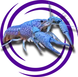 Procambarus alleni (Mavi Kerevit)