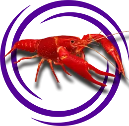 Procambarus clarkii (Kırmızı Bataklık Kereviti)