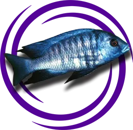 Protomelas annectens(Kabibi)